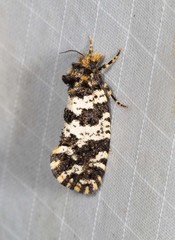 Ardiosteres moretonella
