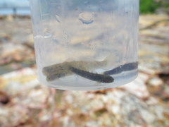 Mugilogobius littoralis