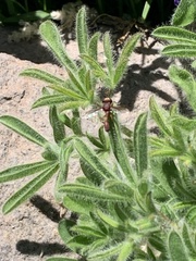 Physocephala marginata