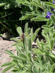 Physocephala marginata