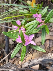 Boronia hapalophylla