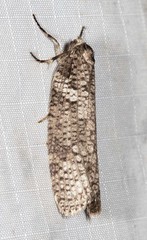 Lepidoscia euryptera