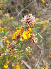 Pultenaea robusta