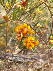 Pultenaea robusta
