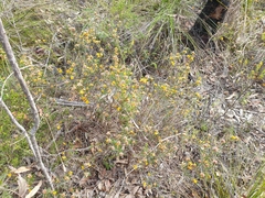Pultenaea robusta