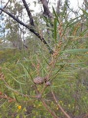 Hakea laevipes