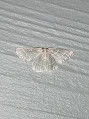 Chlorochlamys triangularis