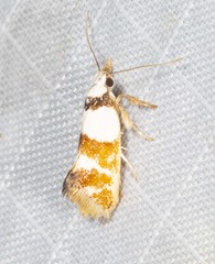 Crepidosceles glycydora