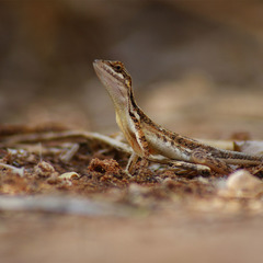 Sitana marudhamneydhal