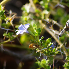 Barleria buxifolia