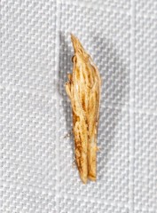 Streniastis thermaea