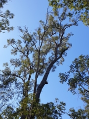 Eucalyptus resinifera