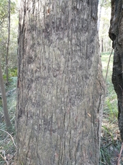 Eucalyptus resinifera