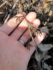 Eucalyptus resinifera