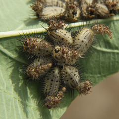 Aspidimorpha miliaris