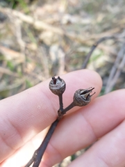 Eucalyptus resinifera