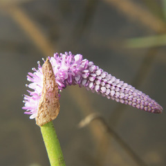 Aponogeton natans