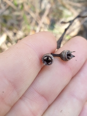 Eucalyptus resinifera