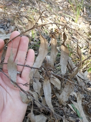 Eucalyptus resinifera