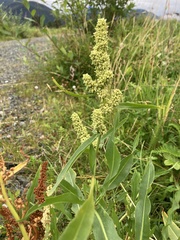Rumex transitorius