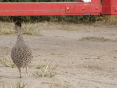 Nothoprocta cinerascens
