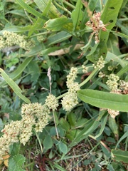 Rumex transitorius