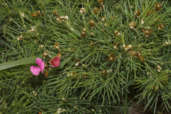 Tephrosia bachmannii