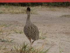 Nothoprocta cinerascens