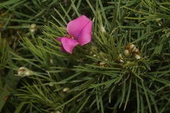 Tephrosia bachmannii