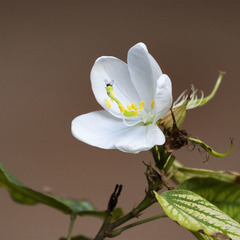 Bauhinia acuminata