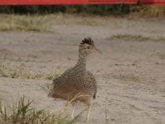 Nothoprocta cinerascens