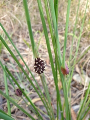 Chorizandra cymbaria