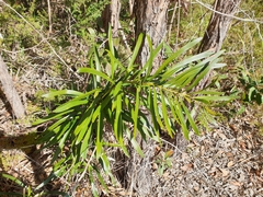 Macrozamia fawcettii