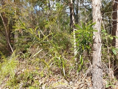 Macrozamia fawcettii