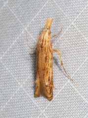 Streniastis thermaea