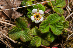 Fragaria hayatae
