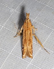 Streniastis thermaea