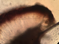 Sarcogyne similis