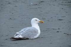 Larus argentatus