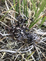 Masonhalea richardsonii