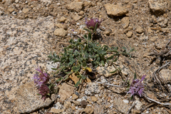 Monardella australis