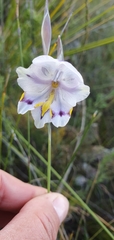 Gladiolus patersoniae