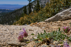 Monardella australis