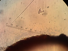 Sarcogyne similis