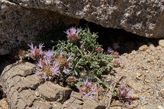 Monardella australis