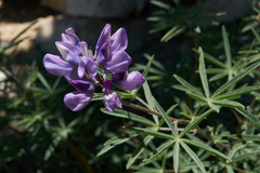 Lupinus hyacinthinus