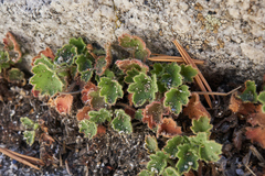 Heuchera hirsutissima