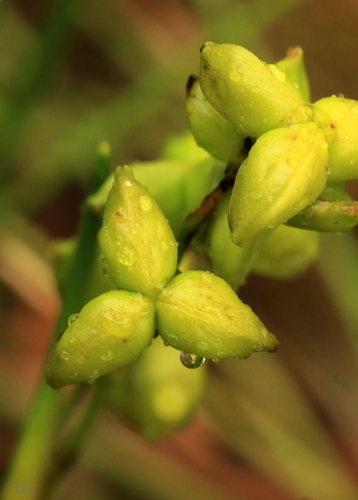 Scheuchzeriaceae