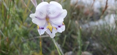 Gladiolus patersoniae