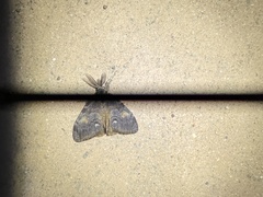 Orgyia pseudotsugata